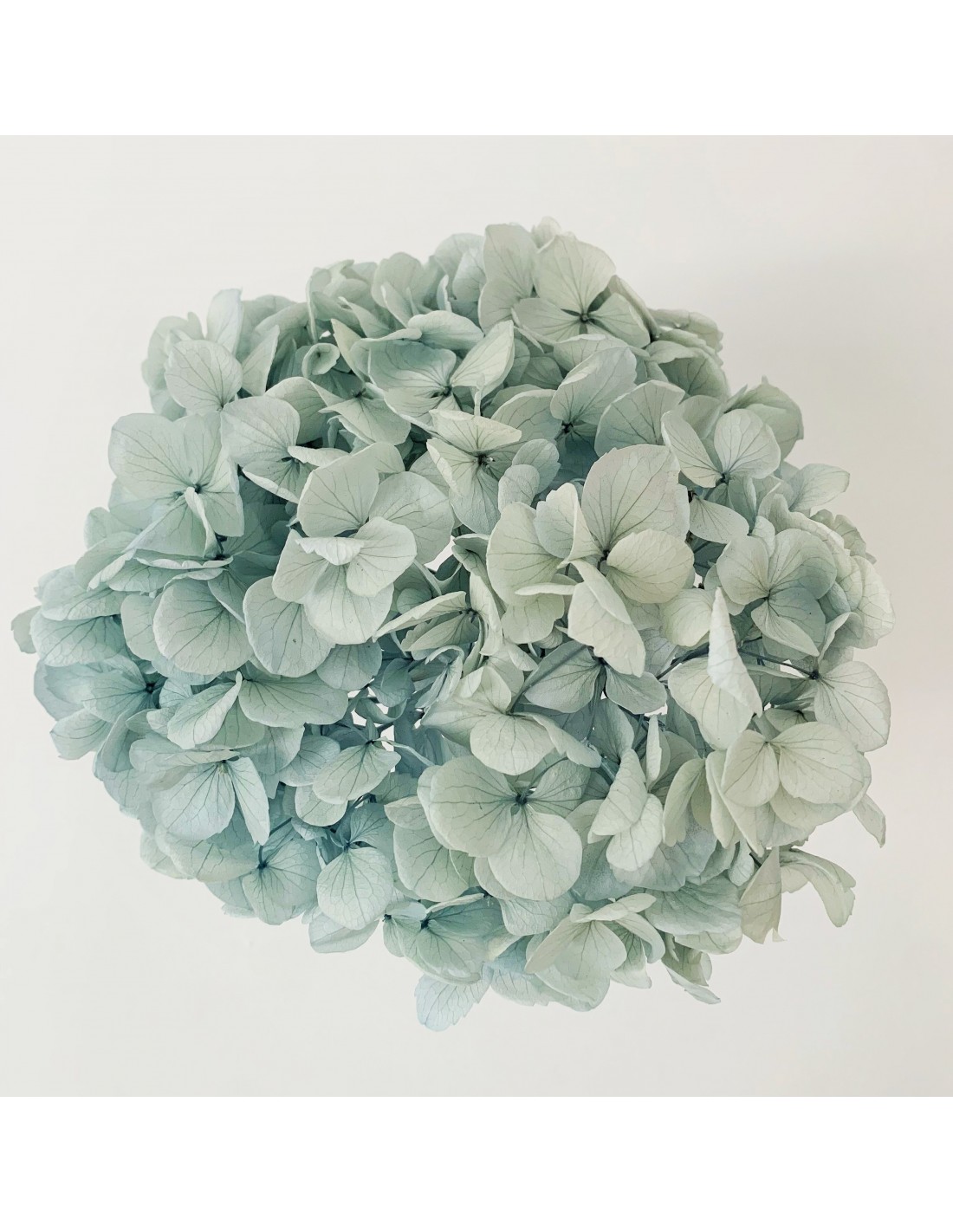 Hortensia Preservada Turquesa Claro (Azul Hielo) 18 - 23 cm