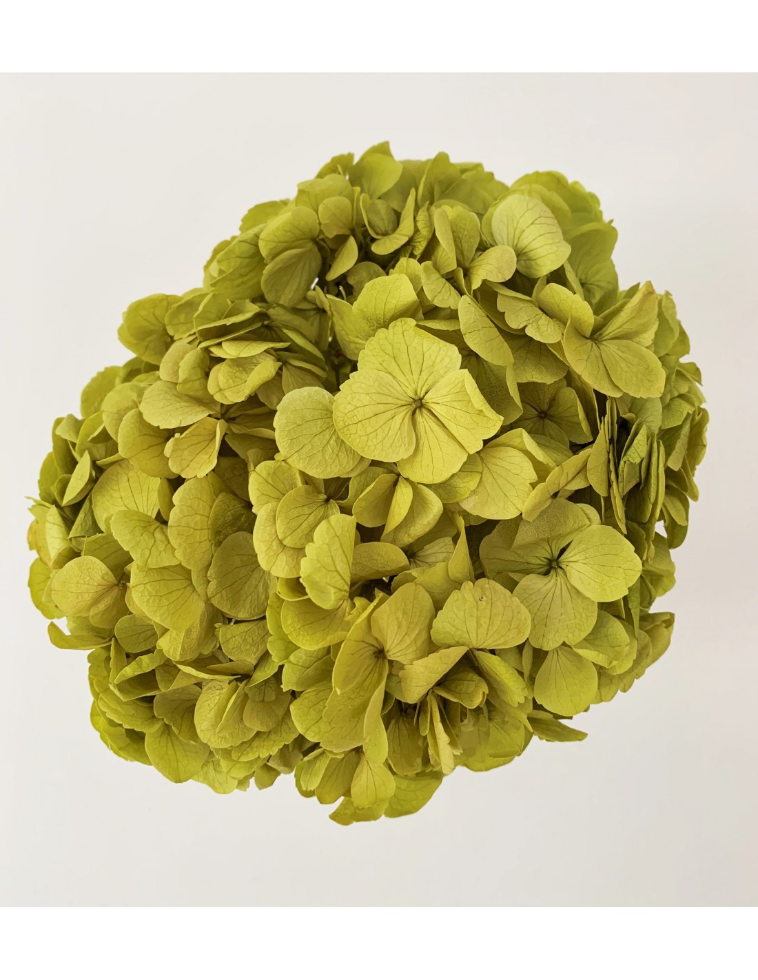 Hortensia preservada Amarillo/verdoso 18-23cm