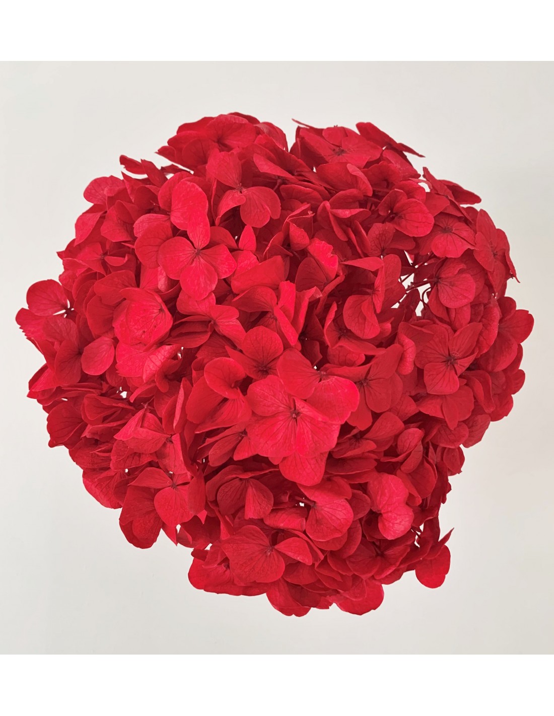 Hortensia preservada roja 18-23cm