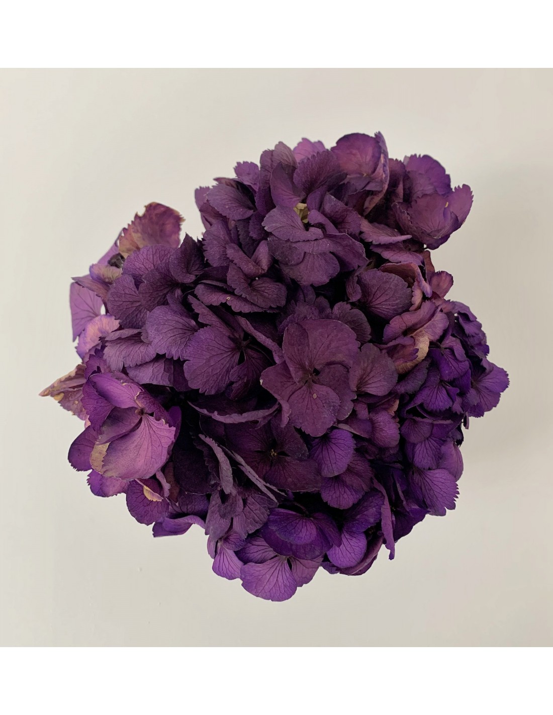 Hortensia Preservada Violeta