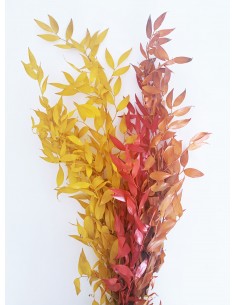 Ruscus Autumn bicolor