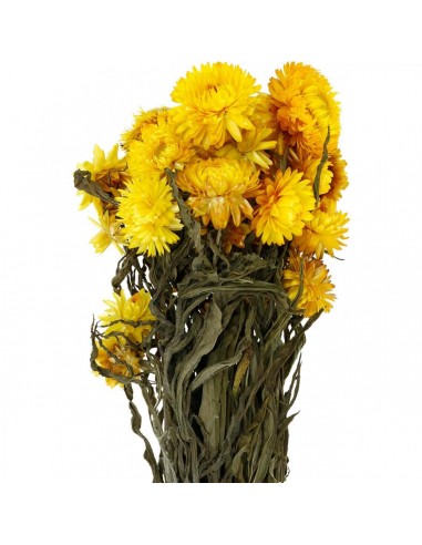Helicrysum amarillo