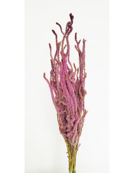 Statice Suworowii malva 80g