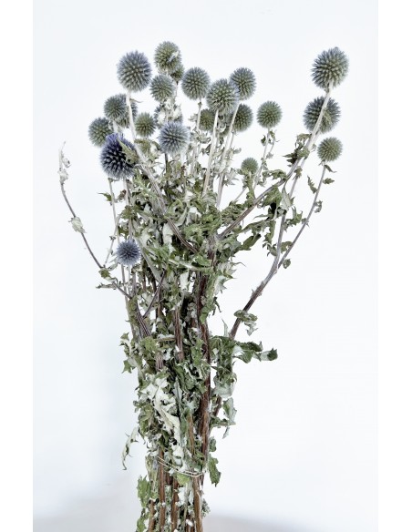 Echinops Preservado Azul Natural de 25 a 30 cabezas