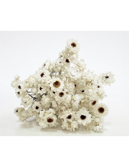 Ammobium Blanco Natural 80g