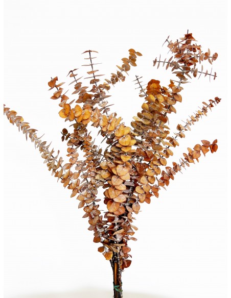 Eucalipto Baby Blue Amarillo Ocre 150g