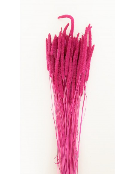 Phleum Preservado Fucsia 80g