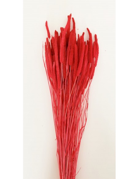 copy of Phleum preservado amarillo