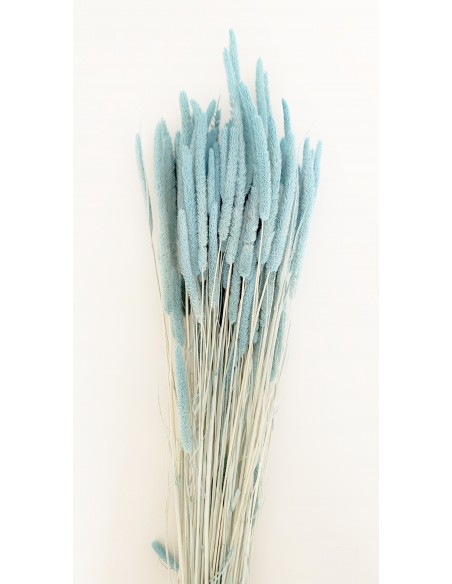 Phleum Preservado Celeste 80g