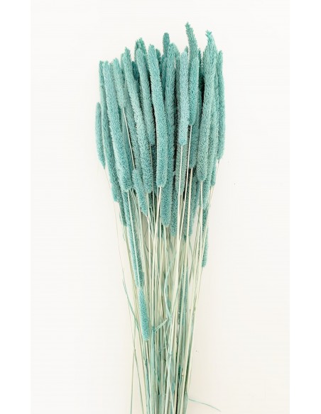 Phleum Preservado Turquesa 80g