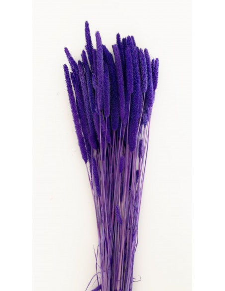 Phleum preservado malva