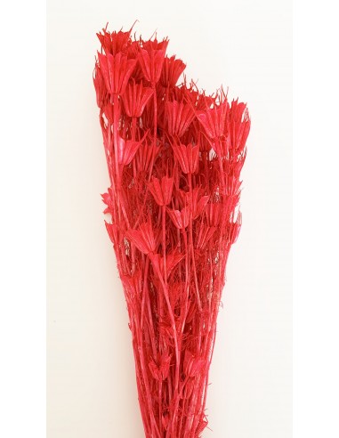 Nigella Oriental Roja 100g  50cms