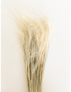 Stypa Pennata natural 70g