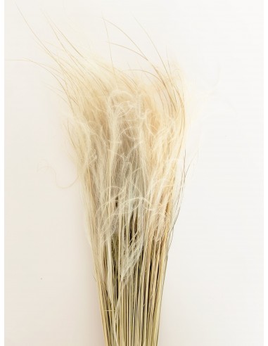 Stypa Pennata natural 70g