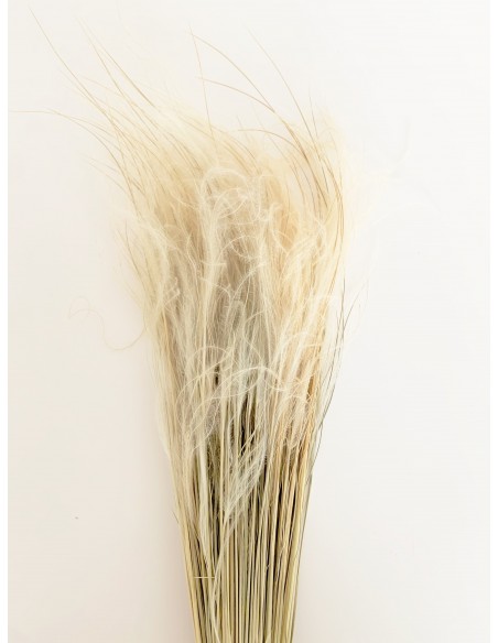 Stypa Pennata natural 70g