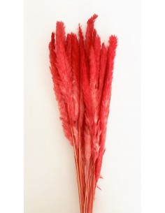 Pluma Decorativa Roja 50/60...