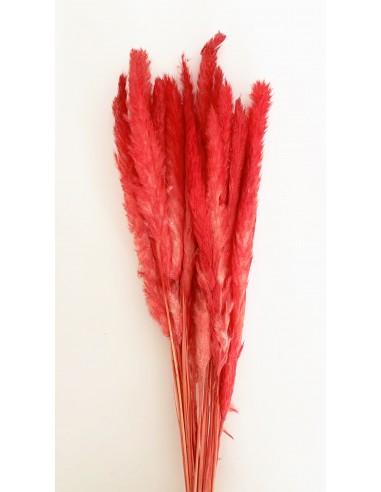 Pluma Decorativa Roja 50/60 cms