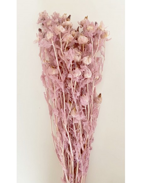 Carthamus tinctorius Preservado Rosa/Malva 200g