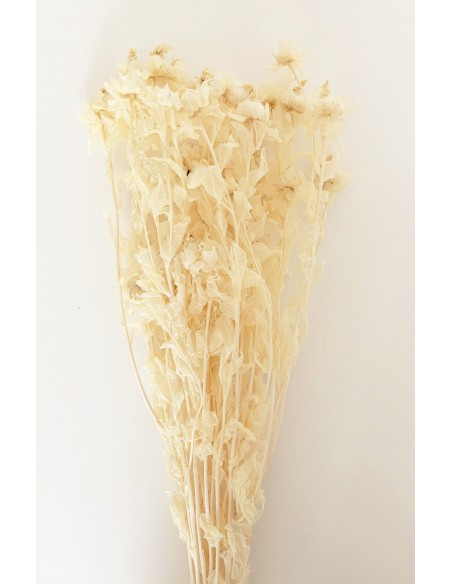 Carthamus tinctorius Preservado Blanco 200g