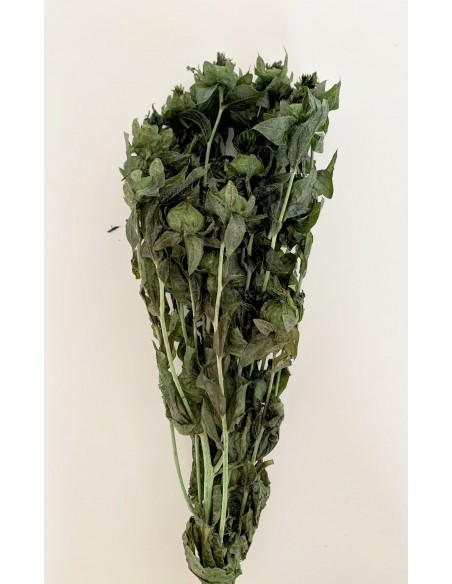 Carthamus tinctorius Preservado Verde 200g