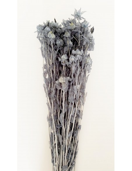 Carthamus tinctorius Preservado Azul 200g