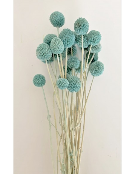 Craspedia Preservada turquesa oscuro x20