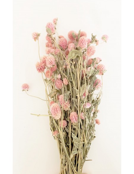 Gomphrena Extra Rosa 100g