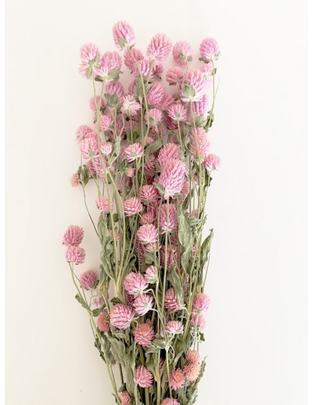 Gomphrena Extra Lavanda 100g