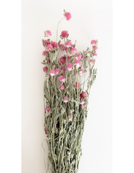 Gomphrena Extra Morada 100g