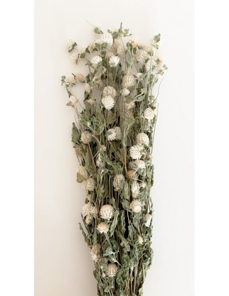 Gomphrena Extra Natural 100g