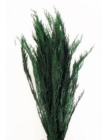 Thuya Fine Preservada Verde 70cms