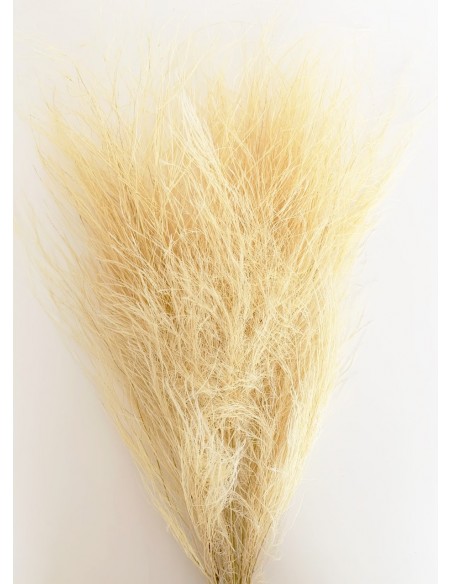 Esparraguera Preservada Trifle 70cm Blanco