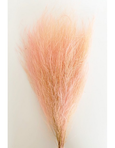 Esparraguera Preservada Trifle 70cm Rosa