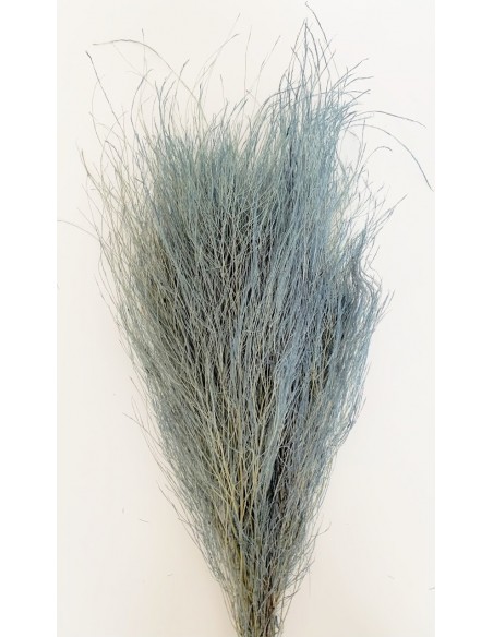 Esparraguera Preservada Trifle 70cm Azul