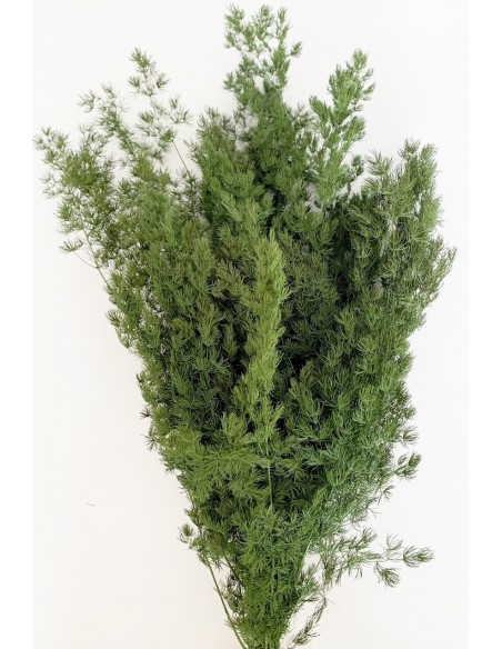 Esparraguera Miro Preservada Verde 60 cms