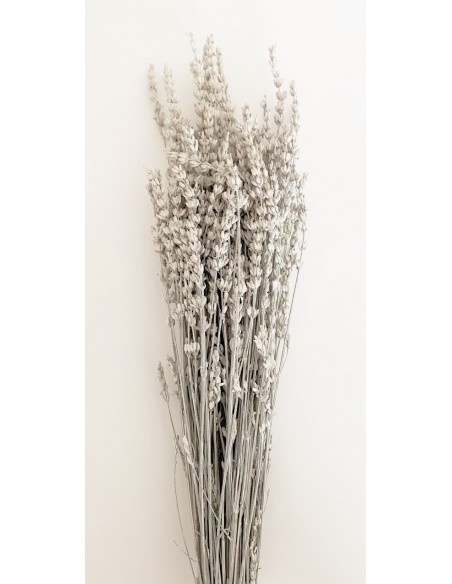 Lavanda Preservada blanca