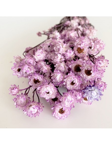 Ammobium Lavanda 80g 30cm