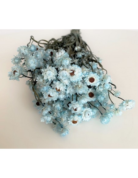 Ammobium Celeste 80g 30cm