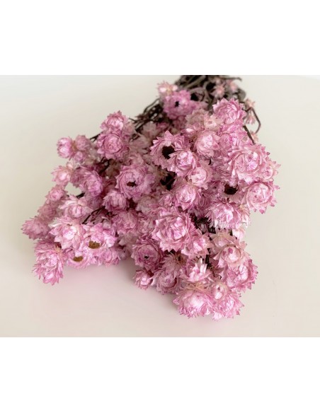 Ammobium Rosa/Malva 80g 30cm