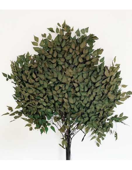 Avencao Preservado 30/50 cms x12 hojas