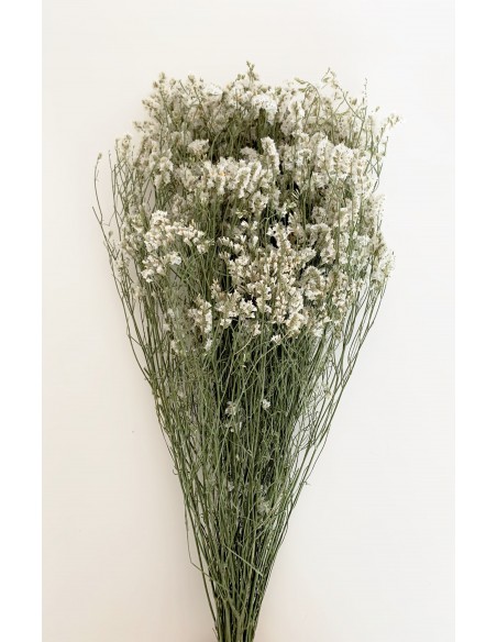 Sinesis Preservado Blanco 40/50 cms