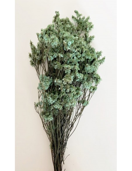 Sinesis Preservado Turquesa 40/50 cms