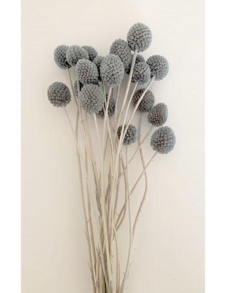 Craspedia Preservada Azul/Gris x20
