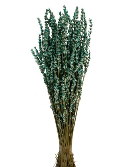 Lavanda Preservada Turquesa