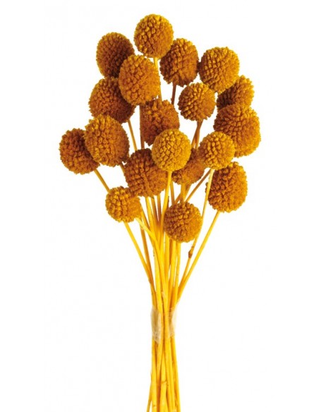 Craspedia Preservada Mostaza x 20u