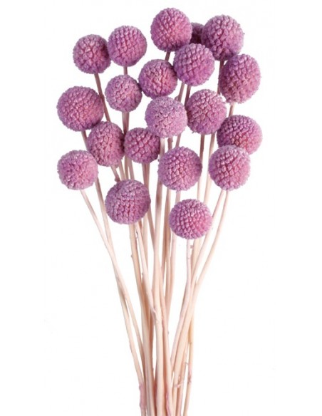 Craspedia Preservada Rosa/Malva x 20u