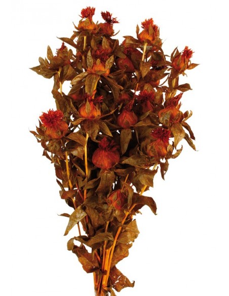 Carthamus tinctorius Preservado Naranja/Ocre