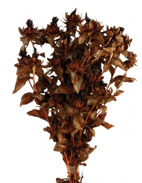 Carthamus tinctorius Preservado Marrón 200g