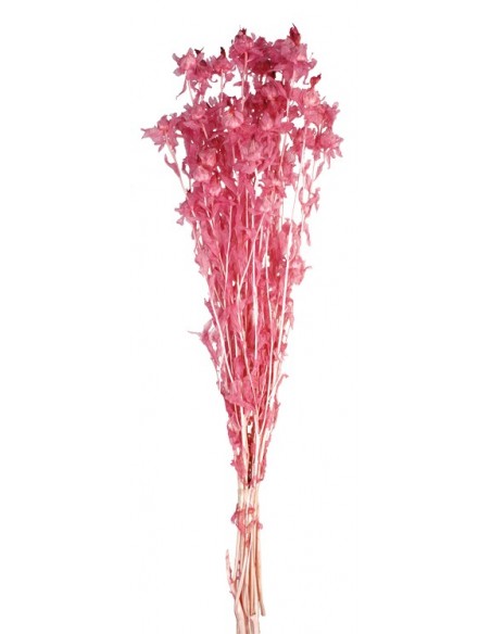 Carthamus tinctorius Preservado Rosa/Malva  200g