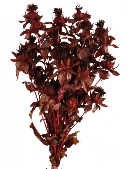 Carthamus tinctorius Preservado Rojo Oscuro 200g